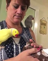 Sunshine la perruche demande toujours des bisous. Ecoutez !