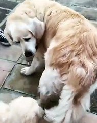 Ce chiot refuse de lâcher la queue de sa maman. Trop cute !