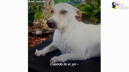 A este perro le encanta criar animales bebés | El Dodo