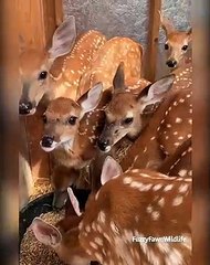 Vous allez tomber sous le charme de ces beaux faons. A voir !