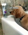 C'est trop adorable ! Ce chiot aime trop jouer dans sa baignoire