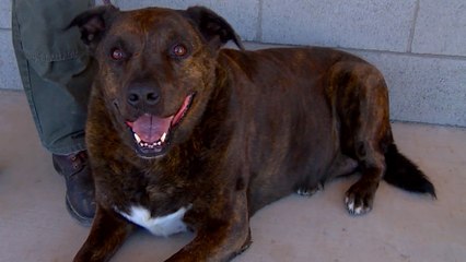 Protect Your Pet From Summer Dangers