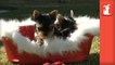 Christmas Puppies And Kittens (CUTEST COMPILATION EVER-)