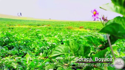 Los paperos boyacenses detrás de las Papas Margarita