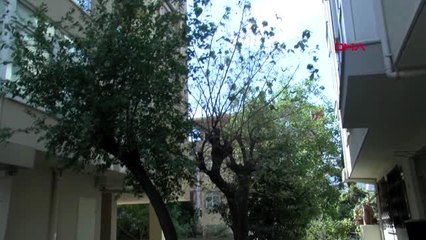 Kadıköy'ü tırtıllar bastı! Vatandaş önlem alınmasını istedi