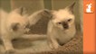 Siamese Kittens Keep Smacking Each Other In The Face- LOL OMG- - Kitten Love