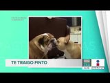 Hermosos perritos se pelean por comer una galleta | Noticias con Francisco Zea