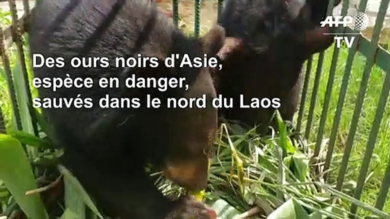 Laos: cinq ours noirs d'Asie, espèce en danger, sauvés en une journée