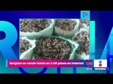 Sargazo se vende en Internet hasta en 3 mil pesos | Noticias con Yuriria Sierra