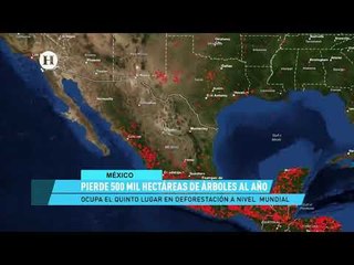 México ocupa el quinto lugar de deforestación a nivel mundial; reportaje de El Heraldo TV