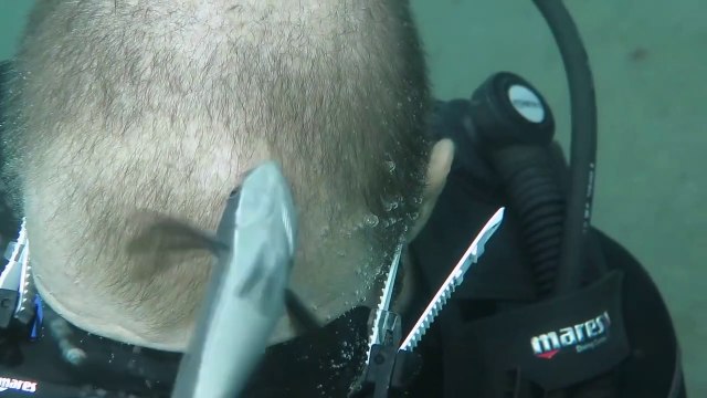 Un poisson vient manger sur la tête d'un plongeur