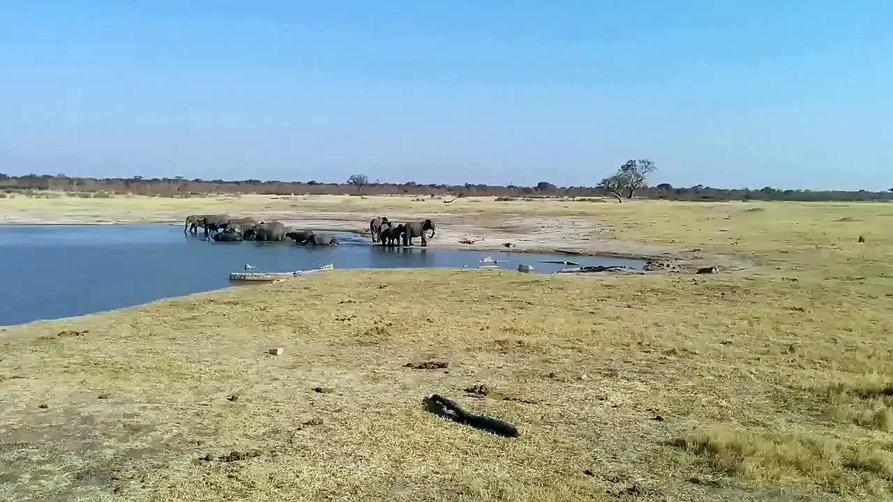 Des éléphants se mettent à charger des crocodiles pour défendre un petit éléphanteau