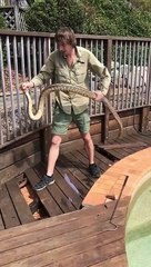 Il découvre et capture un énorme serpent caché sous la terrasse de cette piscine