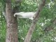 Une maman chat intervient pour sauver son petit coincé dans l'arbre