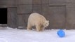 Cet ours polaire s'amuse comme un fou... avec un bidon