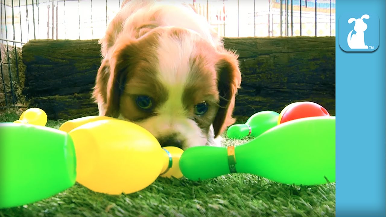 Precious Cavalier Puppies Bowl a 300- Perfect Game- – Puppy Love