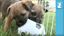 Ridiculous Border Terrier Puppies Destroy Soccer Ball In Under 30 Seconds - Puppy Love