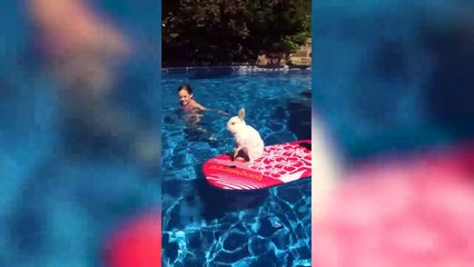 Funniest Pets of the Week Compilation June 2017 - Funny Pet Videos