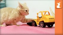 Fuzzy Kittens Bounce Around Tiny Truck - Kitten Love