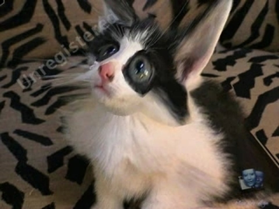 chat de l'espace