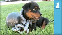 Rottweiler Puppy Gets The Ol' Ball And Chain- - Puppy Love