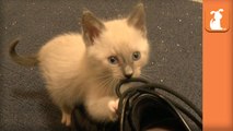 5 Siamese Kittens Take My Legs Hostage- - Kitten Love