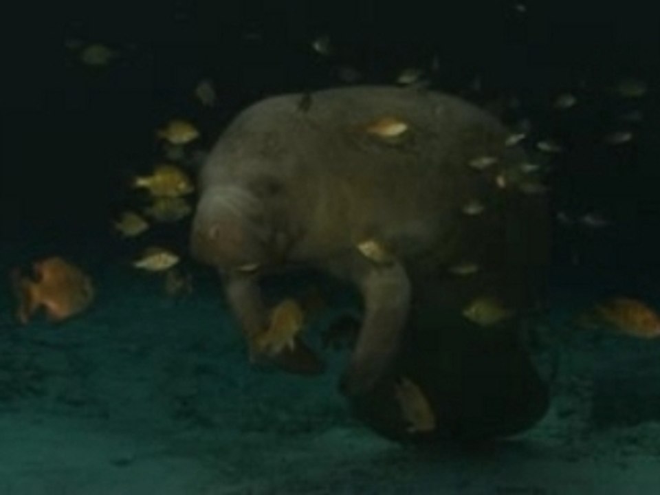 DELFINE UND WALE: Nomaden der Meere - IMAX -