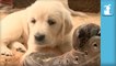 Precious Golden Retriever Puppies VS. Shoe, Puppies WIN- - Puppy Love
