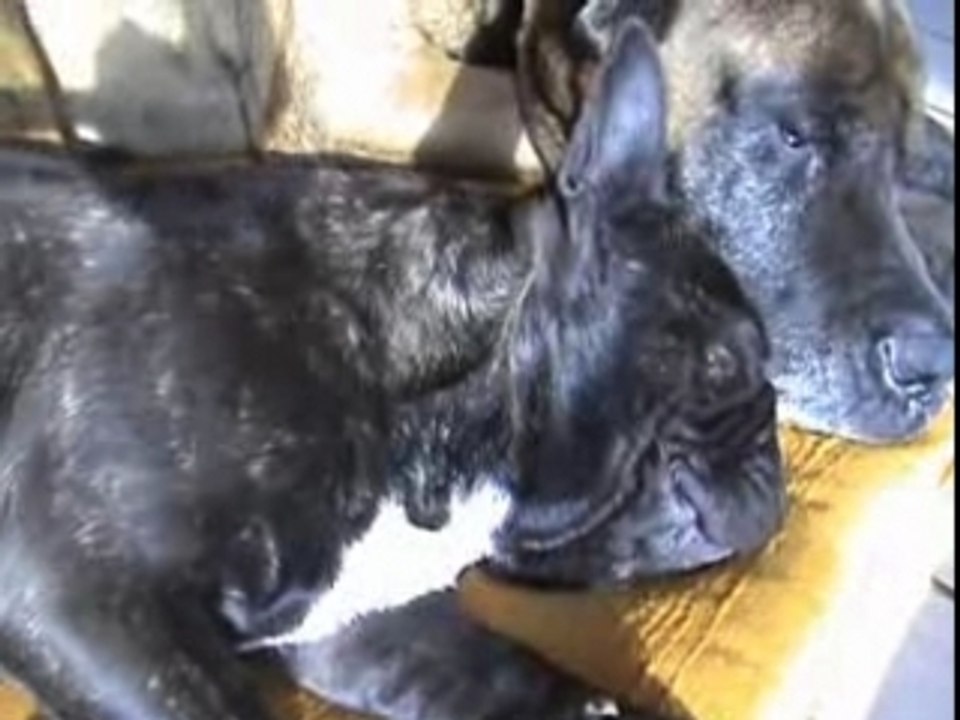 Les ronflements de juliette