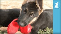 12 Week Old German Shepherd Puppies Play With Earmuffs - Puppy Love