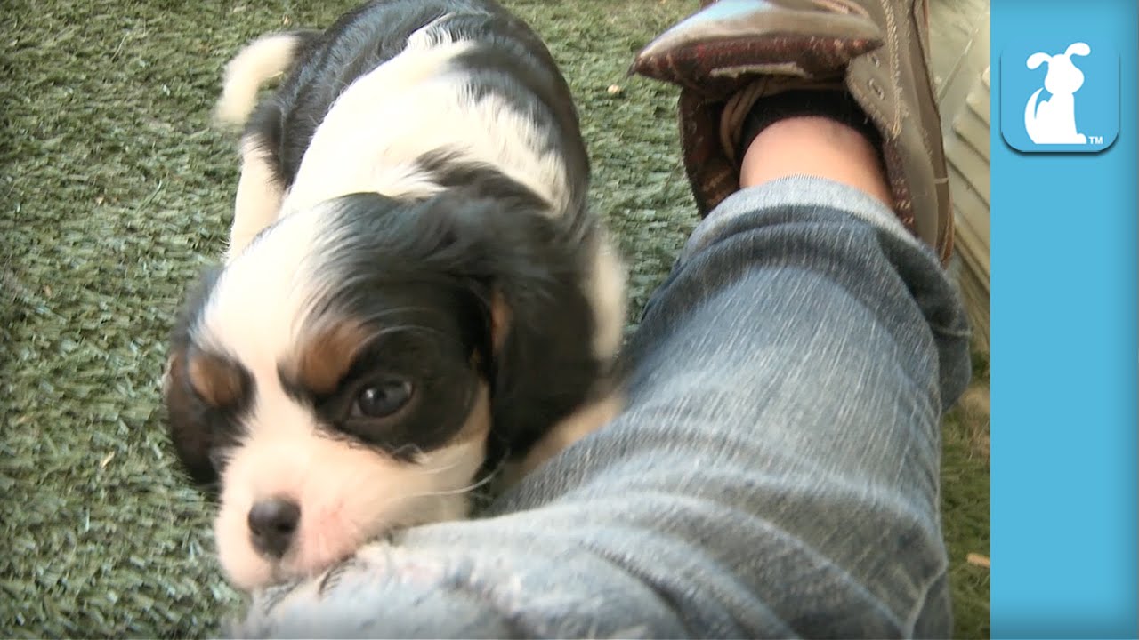 Shy Cavalier Puppy Doesn’t Like Toys, Loves Boots – Puppy Love