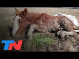 400 caballos abandonados y desnutridos en Ezeiza