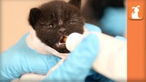The Kitten Nursery Saves 1,900 Newborn Kittens