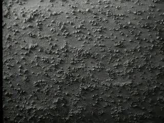 Alan Freed & his R'n'R band "Rock'n'Roll Boogie "