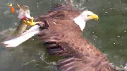 Eagle Latches Onto Fisherman's Catch