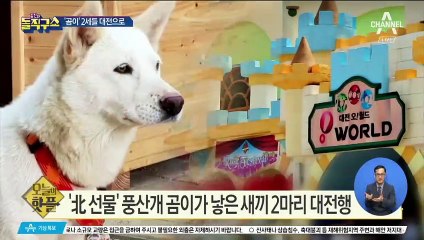 [핫플]‘北 선물’ 풍산개 곰이가 낳은 새끼 2마리 대전에 온다