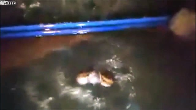 Reproduction des grenouilles, voilà comment ça marche !