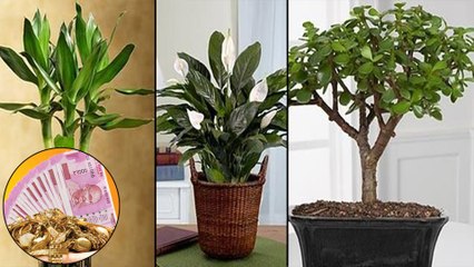 Magical Indoor Plants To Attract Love, Joy And Prosperity || ఈ మొక్కలు మీరు ఇంట్లో పెంచారో!!