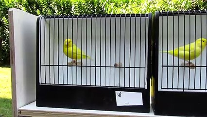 Jaunes schimmel 2019 Pierrepiaf