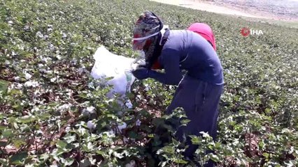 Araban Ovası'nda beyaz altının hasadına başlandı