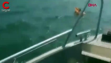 Sarı deniz yatağı hayatını kurtardı