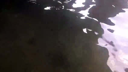 Crías de tiburón cazón en el Médano