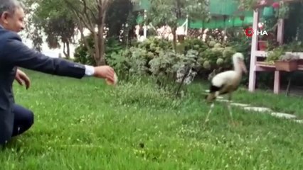 Sürüden ayrılan leyleği belediye başkanı elleri ile besledi