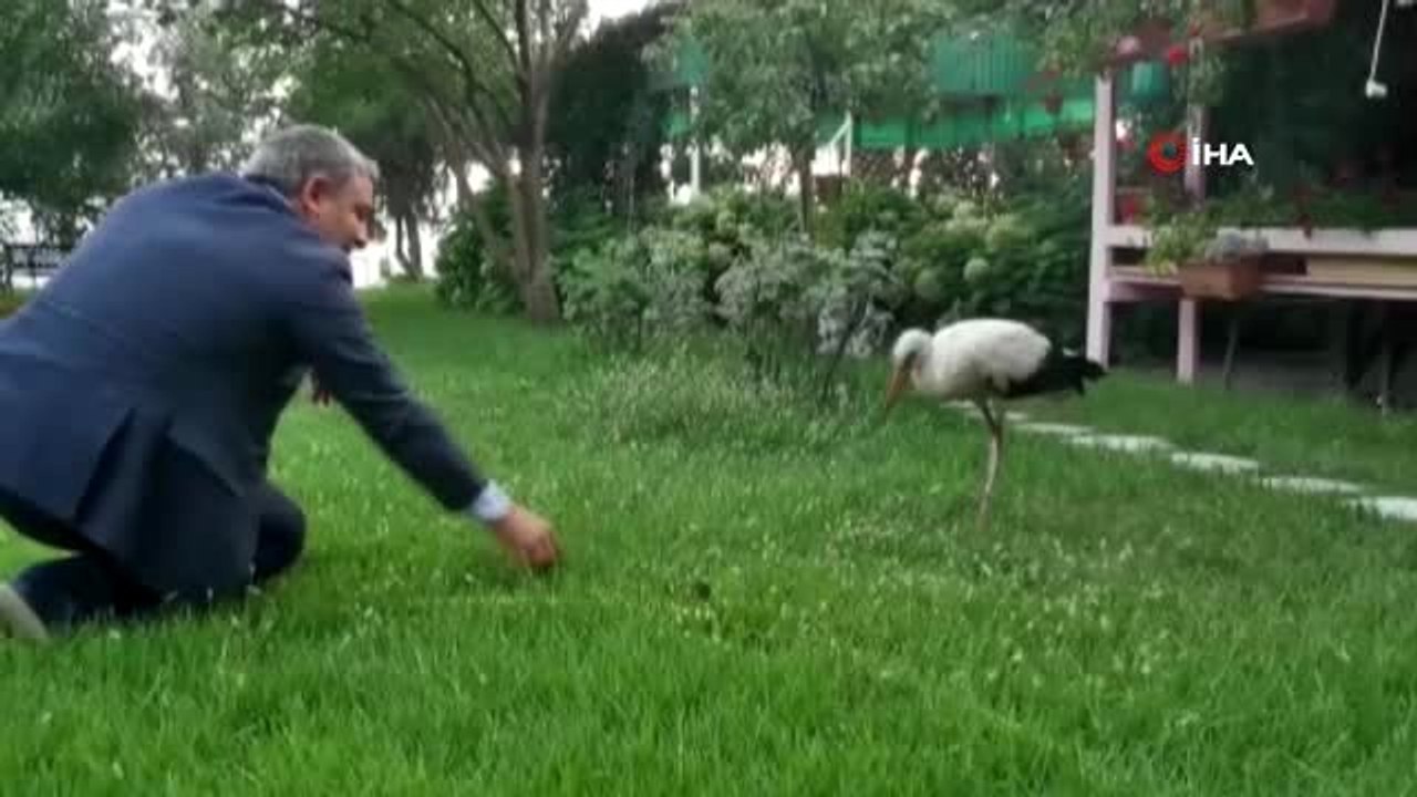 Sürüden ayrılan leyleği belediye başkanı elleri ile besledi