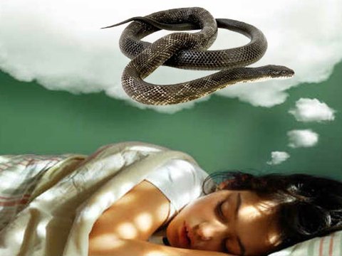 Snake Dreams | What Happens When You Get Snakes In Your Dream?