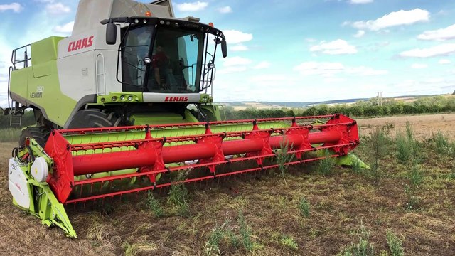 Moisson de lentilles à Belleray dans la Meuse