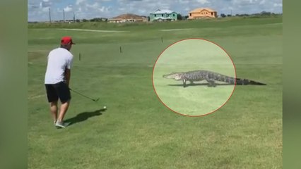 Timsahı umursamadı, golf oynamaya devam etti