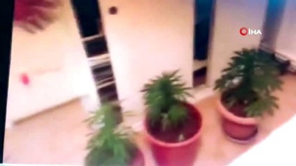 Adalar'da yatak odasında Hint keneviri yetiştirilen eve baskın