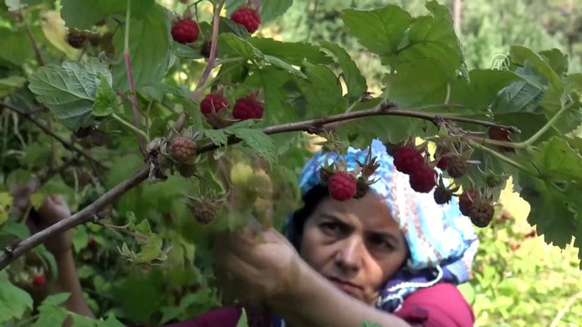 'Dağ çileği' için 2 bin 700 rakımda mesai - KARS
