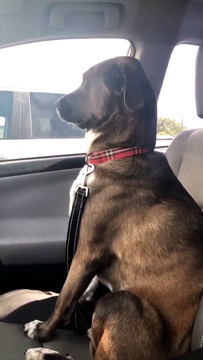 Un chien pas content d'être allé chez le dentiste